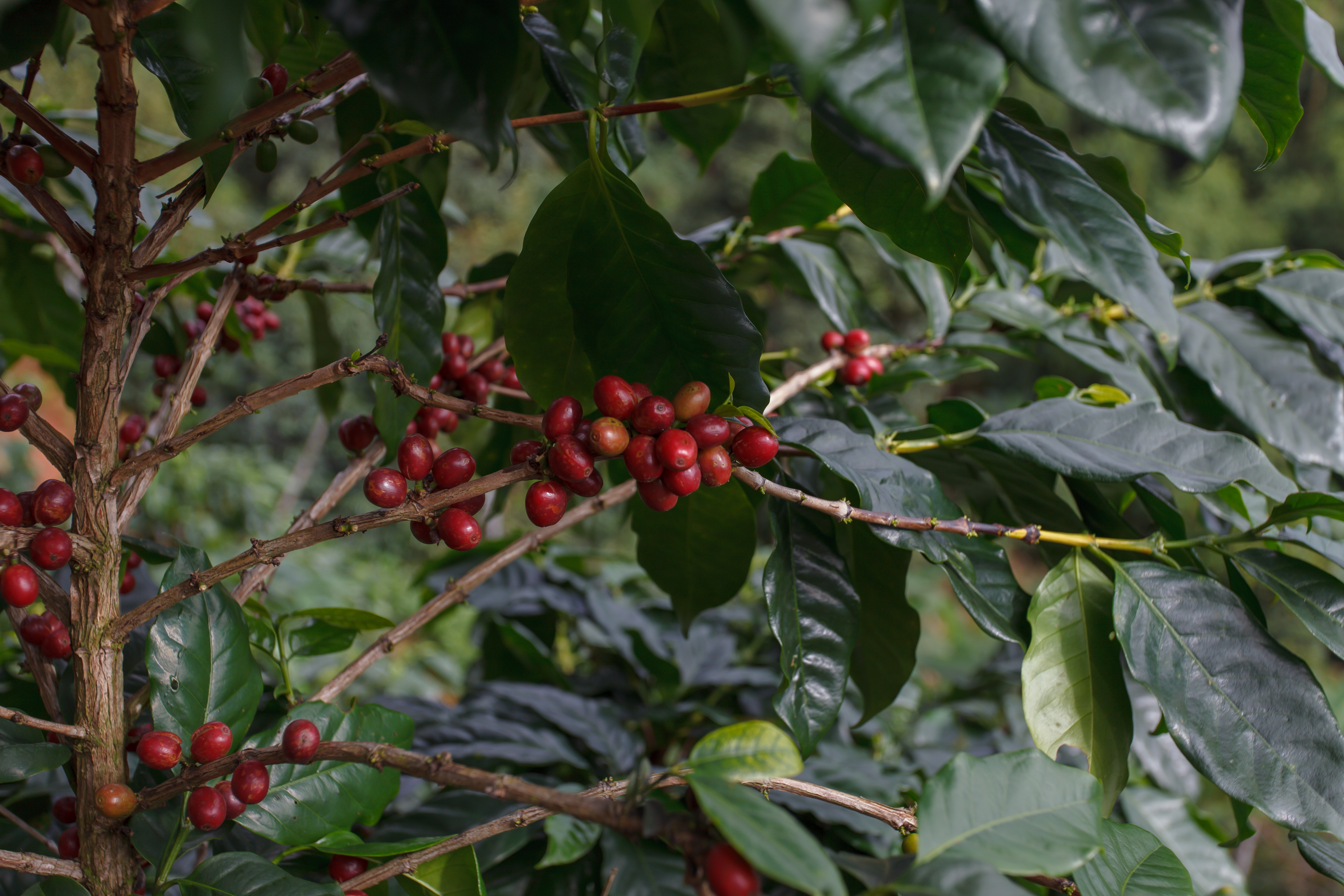 organic, coffee, coffee tree, nature